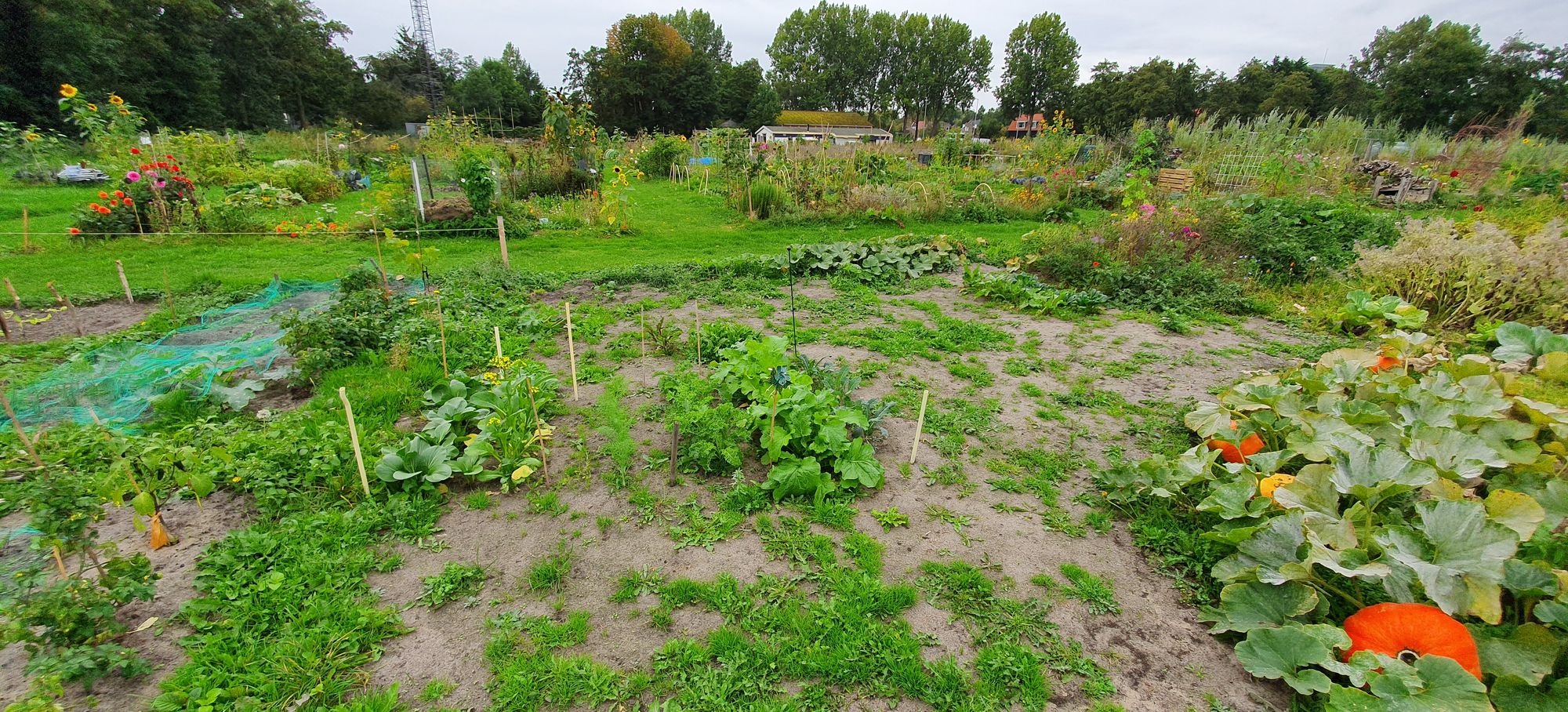 Schoolmoestuin, 2019