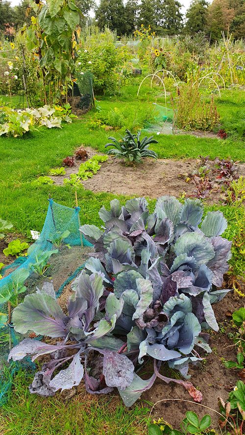 Paarse kool in de schoolmoestuin, 2019